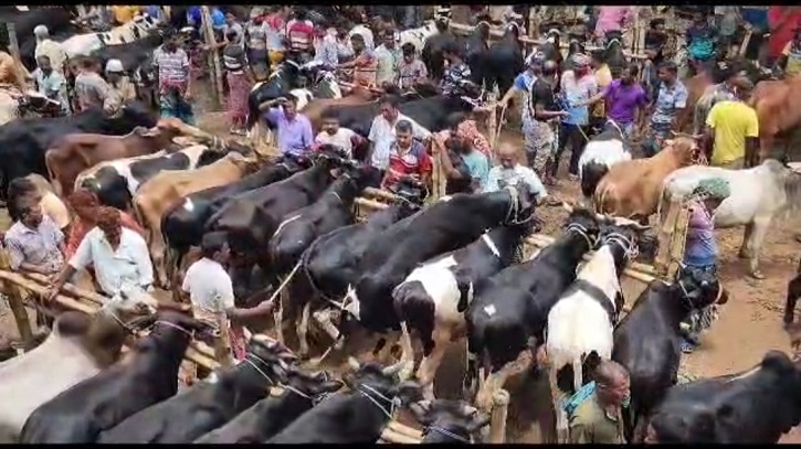 যশোরের শার্শার সাত মাইল পশু হাটের খাজনা আদায়ে ব্যাপক অনিয়ম ও দূর্নীতির অভিযোগ