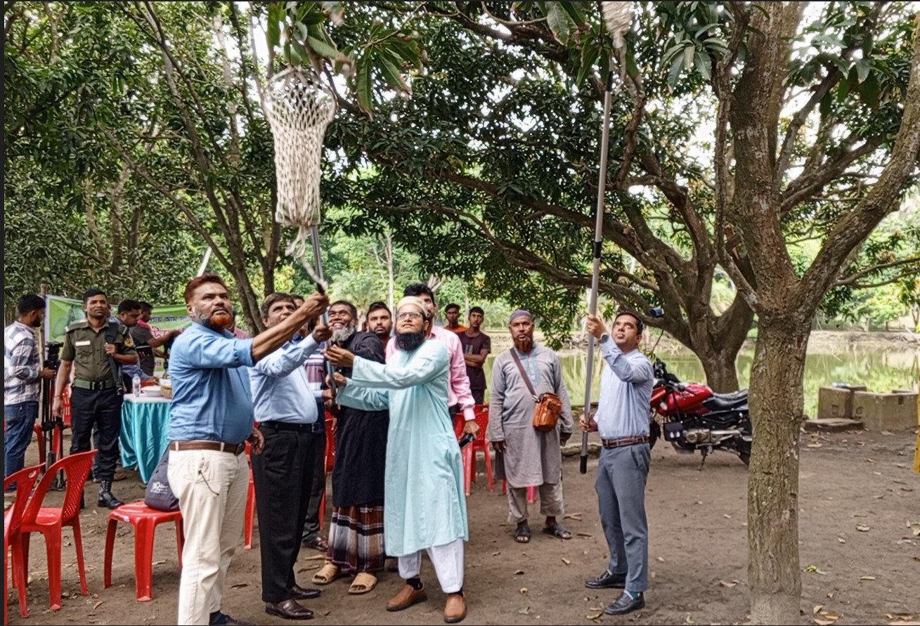 সাতক্ষীরায় আম সংগ্রহের আনুষ্ঠানিক উদ্বোধন