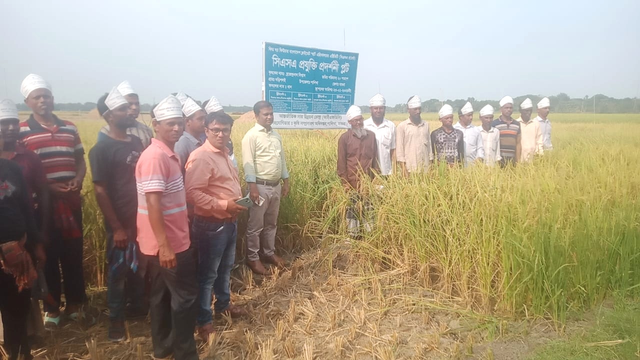 শালিখায় আইএফডিসির শস্য কর্তন ও মাঠ দিবস অনুষ্ঠিত